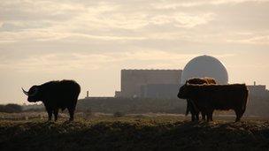 Highland cattle graze near Sizewell