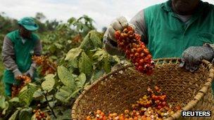 Workers harvest guarana fruit at a farm in Maues, 160 miles (256km) east of Manaus, in the Brazilian Amazon, 1 December 2012