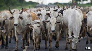 Cattle in the state of Mato Grosso - file photo