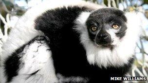 Lemur