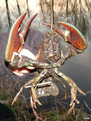 Signal crayfish