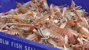 Prawns in fishing crate