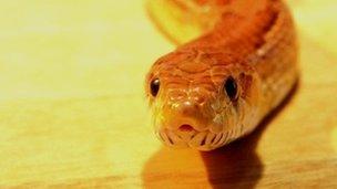 Corn snake