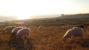 Sheep grazing above Brighton