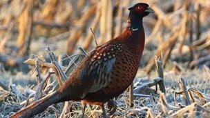 A pheasant is living in the grounds of a County Down primary school