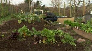 Nigel McKinney's vegetable plot