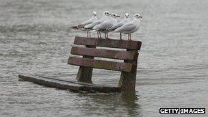 Gulls in Pangbourne, Berkshire
