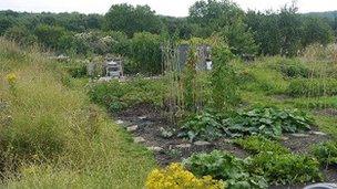 Farm Terrace allotments