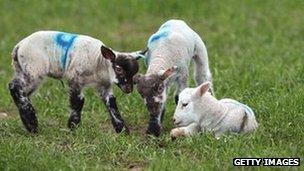 Lambs