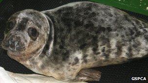 A seal pup rescued by the GSPCA