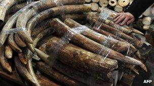 Seized ivory tusks displayed during a press conference in Hong Kong (4 Jan 13)