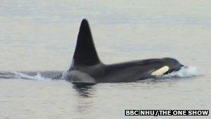 Killer whale