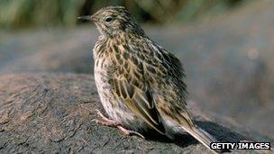 South Georgia pipit