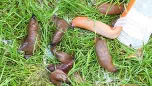 Arion vulgaris slugs