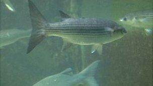 Bass tank in the Guernsey aquarium, from which the fish was stolen