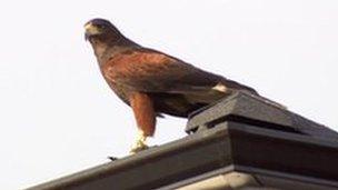 Harris hawk on roof