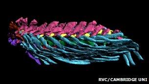 Ichthyostega spine