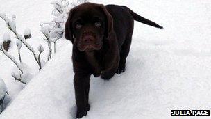 Dog in snow