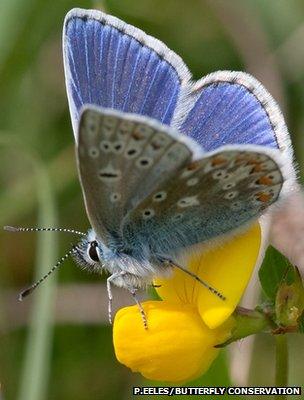 Common blue butterfly (Image: Peter Eeles/Butterfly Conservation)