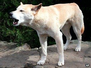 Dingo