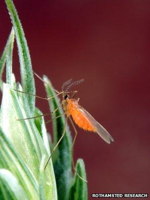 Orange wheat blossom midge