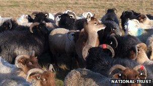 Red deer with flock of sheep