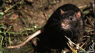 Brown rat