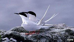 Roseate terns