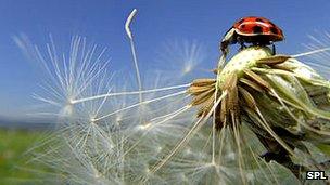 Harlequin ladybird