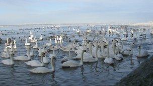 Swans gather