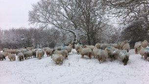 Sheep at Pentyrch, near Cardiff