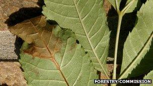 Chalara dieback of ash