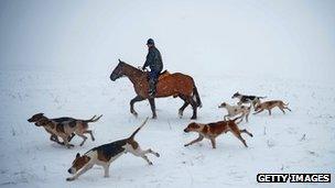 Dogs and horse in Lauder, Scotland