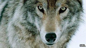 Grey wolf