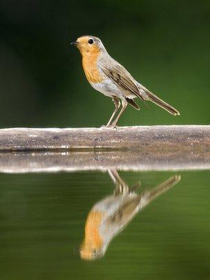 European robin