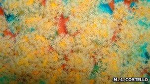 Close up of soft coral in the Philippines