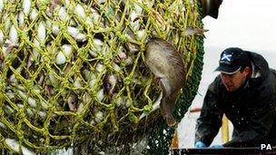 Fish being landed on trawler