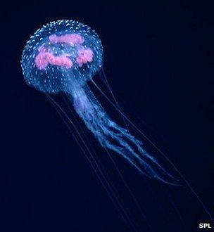 Jellyfish