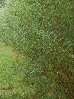 Short rotation coppice willow (image: BBC)