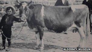 An Alderney Cow