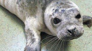 Rescued baby seal