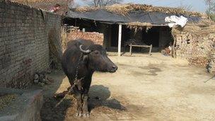 Buffalo outside house