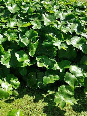 Floating pennywort (image courtesy of the Canal and River Trust)