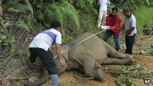 Wildlife officials with a dead pygmy elephant in Gunung Rara Forest Reserve (23 Jan 2013)