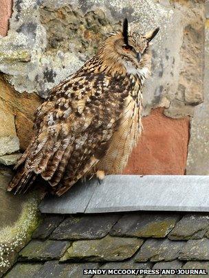 Eagle owl in Inverness