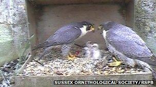 Peregrine falcons nesting in a box at Chichester Cathedral in 2012