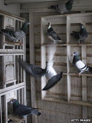 Homing pigeons