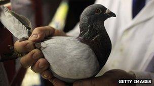 Pigeon