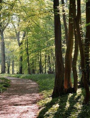 Woodland (Image: BBC)