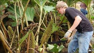 Giant rhubarb